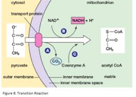 Cellular Respiration Definition And