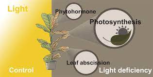 Plants | Free Full-Text | Light Deficiency Inhibits Growth by Affecting  Photosynthesis Efficiency as well as JA and Ethylene Signaling in  Endangered Plant Magnolia sinostellata
