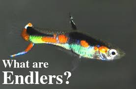 We use natural food only.no chemicals/hormones it took years of researches and selective breeding in order to reach unique colors. What Are Endlers Pethelpful