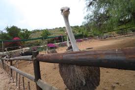 Garden Route Ostriches In Oudtsn