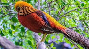 Facts About Red Golden Pheasant: Their Diet And Habitation