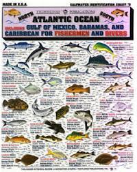 Details About Saltwater Fish Atlantic Ocean Id Chart Tightline Tightlines Publications 5