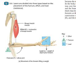 human anatomy chapter 11 the muscular