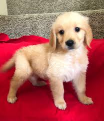 They make an ideal family dog and pet, play well with children, are easy his ultimate goal in breeding dogs was to create a breed that would do well in the scottish climate and love hunting and retrieving the local game. Golden Retriever Puppies For Sale Sugar Land Tx 273633