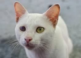 Most cat eye diseases and problems can be treated, but in most cases veterinary attention is necessary. Eye Injuries In Cats Petmd
