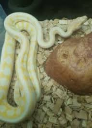 albino darwin python reptiles