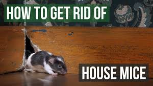The reason why peppermint oil is assumed to be a great mouse repellent is because in high concentrations peppermint can be quite potent, and mice (and rats) have a very sensitive sense of smell. How To Get Rid Of House Mice 4 Easy Steps Youtube