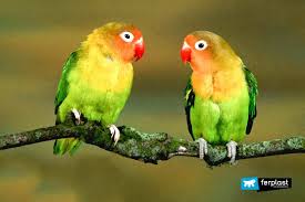 lovebirds how they live habitat and