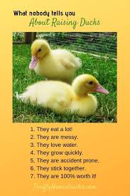 What No Tells You About Raising Ducks