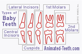 Baby Teeth Types Ages For Deciduous Tooth Eruption And