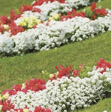 Sun & shade border perennials, hydrangea, lavender, roses & much more. 14 Best Edging Plants Plants For Walkway Borders