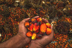 Image result for pALM OIL business