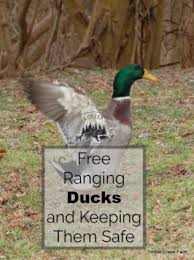 Free Range Ducks Pros And Cons Timber