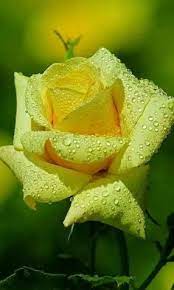 21 idee su Rose gialle | rose gialle, fiori, rosa gialla