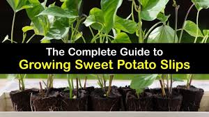 easy ways to plant sweet potato slips