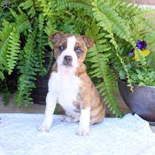wiggly boston terrier mix puppy for