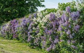 Five Unusual Plants To Grow As Hedges