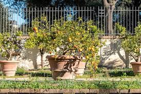 Great Fruit Trees For Container