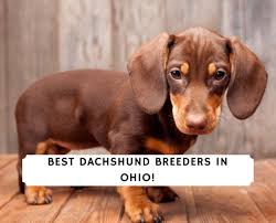 5 best dachshund breeders in ohio