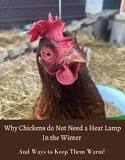 do-chickens-need-heat-lamps-at-night