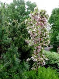Découvrez comment prévenir et les solutions de. Cerisier Du Japon Amanogawa Prunus Serrulata Le Jardin Du Pic Vert