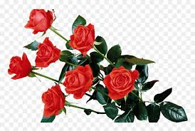 rose flower hd png transpa png