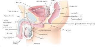 In humans, the most important male androgen is testosterone. Internal Side View Of The Male Sex Organs