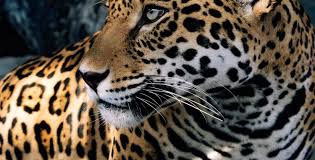 Jaguars use skull bite to catch the prey. Jaguar Animal World And Snake Farm