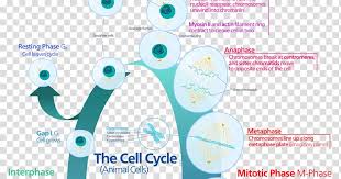 Cell Cycle Mitosis Interphase Cell Division Cell Division