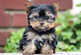 Check spelling or type a new query. Yorkshire Terrier Puppies For Sale Puppy Adoption Keystone Puppies