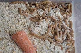 Making Your Own Mealworm Farm 101 The