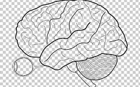 The nervous system is made up on. Outline Of The Human Brain Human Body Png Clipart Anatomy Area Black And White Blank Eye