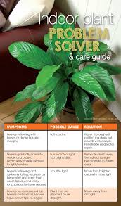 Indoor Plant Problem Solver And Care