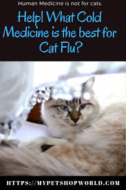There are no over the counter cold medicines for cats they're for humans. Help Cold Remedies For Cats With Flu Best Pet Supplies