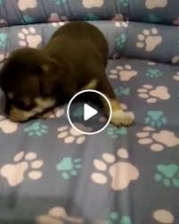 Puppies should remain with the mother and littermates until about age eight to 12 weeks. Cute Little New Born Puppy Video Gifs Cute Dogs French Bulldog Puppies Puppies Spotted
