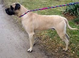 American Mastiff Dog Breed Information And Pictures