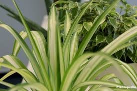Best Indoor Plants Low Light Low Light Houseplants Plantopedia