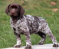 The boingle is a cross between the beagle and the german shorthaired pointer purebred dogs. G E R M A N S H O R T H A I R E D P O I N T E R M I X E D Zonealarm Results