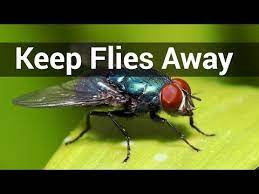 get rid of flies under patio cover