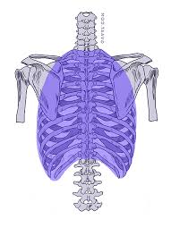 Shaped somewhat like a cone, it is created by the individual ribs connecting to the spine above and to the sternum below. How To Draw The Human Back A Step By Step Construction Guide Gvaat S Workshop