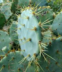How do you remove cactus needles from skin? Prickly Pear Encounters Removing Glochids Laidback Gardener