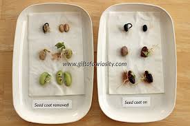do seeds need their seed coat to grow