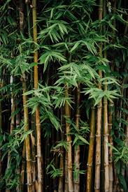 Your Garden With Bamboo Decor