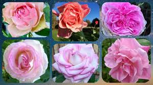 180 top 15 light pink rose varieties