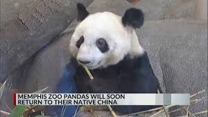 memphis zoo pandas heading back to