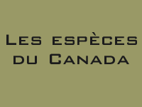La biodiversité Canadienne: Les espèces du Canada: Plants: Rushes