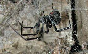 The female spider hangs upside down from. Black Widow Spider Black Widow Description Black Widow Bite Desertusa