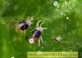Spider Mite On Cucumbers How To Drive From The Greenhouse