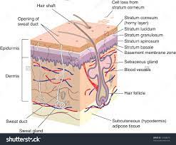Healthy skin anatomy medical illustration, and discover more than 12 million professional graphic resources on freepik. 34 Label The Skin Anatomy Diagram Labels Database 2020