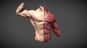 Jan 02, 2020 · media in category female human anatomy the following 144 files are in this category, out of 144 total. Male Torso Anatomy 3d Model By Mikapok Mikapok 0252f79